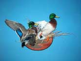 Mallard Drakes